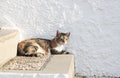 Feral greek cat Royalty Free Stock Photo