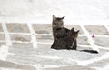 Feral greek cats