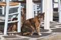 Feral greek cats