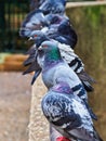 Feral Grey Pigeons Roosting on Fence Rail