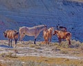 Another small wild horse herd in Theodore Roosevelt National Park