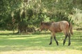 Feral Horse