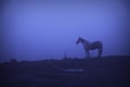 Feral horse at dawn