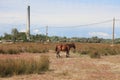 Feral Horse and Lighthouse Royalty Free Stock Photo