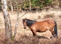 Feral Horse in New Forest National Park