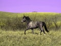 Feral stud horse running on the plains Royalty Free Stock Photo