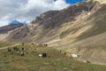 Feral Horses at Chandra taal, Spiti Valley, Himachal Pradesh