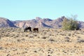 Feral horses desert mountains Garub, Namibia, Africa Royalty Free Stock Photo