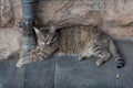 Feral Jerusalem street cat with Stomatitis, a disease that causes severe inflammation of the entire mouth