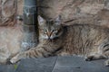 Feral Jerusalem street cat with Stomatitis, a disease that causes severe inflammation of the entire mouth