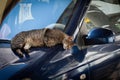 A feral, Jerusalem street cat finds a warm perch on the shiny blue surface of an automobile hood