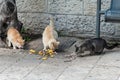 Feral Jerusalem street cats enjoying a meal left for them on a sidewalk