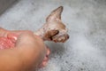 Feral Kitten Flea Bath