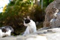 A feral kitten sits in the sun at a garden cat shelter in Split Croatia