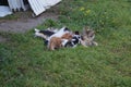 Feral Kittens Nursing