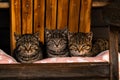 Feral Kittens Safe on Front Porch