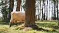 Feral light highland cow grazing in forest walking to the right