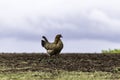 Feral Marans Chicken hen on the beach