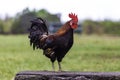 Feral Marans Rooster on a wall Royalty Free Stock Photo