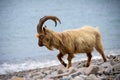 Feral mountain goat in coastal region of North Wales, UK Royalty Free Stock Photo