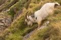 Feral mountain goat descending steep rock face