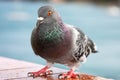 Feral pigeon Royalty Free Stock Photo