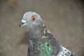 The feral pigeon