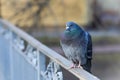 Feral pigeon, also called city dove, city pigeon, or street pigeon sitting on a handrail