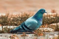 Feral pigeon, also known as city dove or street pigeon