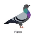 Feral pigeon or city dove isolated on white background. Funny synanthrope bird, adorable urban animal, invasive avian Royalty Free Stock Photo