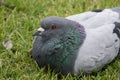 Feral pigeon / Columba livia domestica lying down, resting in a grassy meadow in the summer.