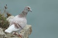 A Feral Pigeon, Columba livia domestica, standing on a ledge of a coastal cliff. Royalty Free Stock Photo