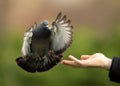 Feral pigeon (Columba livia)