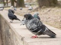 Feral pigeon, common grey city dove, birds in the city up close, urban birds group simple closeup, detail. Animals up close, city Royalty Free Stock Photo