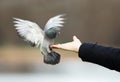 Feral pigeon eating from hand Royalty Free Stock Photo