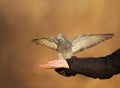 Feral pigeon feeding from the hand Royalty Free Stock Photo