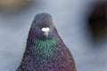 Feral pigeon