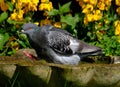 Feral pigeon garden bird bath and bright sun.