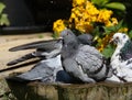 Feral pigeon garden bird bath and bright sun.