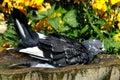 Feral pigeon garden bird bath and bright sun.