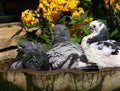 Feral pigeon garden bird bath and bright sun.