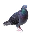 Feral pigeon over white background