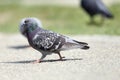 Feral pigeon on the park