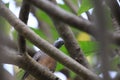 Feral pigeon perching on a branch watching camera Look funny