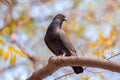 Feral Pigeon perching on tree