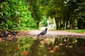 Feral pigeon reflected in autumn street puddle Royalty Free Stock Photo