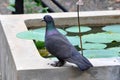 The Feral Pigeon or Rock Dove