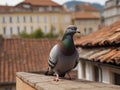 Feral pigeon on a roof, generative ai