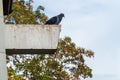 Feral pigeon sitting on the edge of a roof and looking down. Sky and tree in blurry background. City pigeons are considered pests. Royalty Free Stock Photo