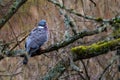 Feral Pigeon sitting on a tree branch in the forest, wild bird in nature